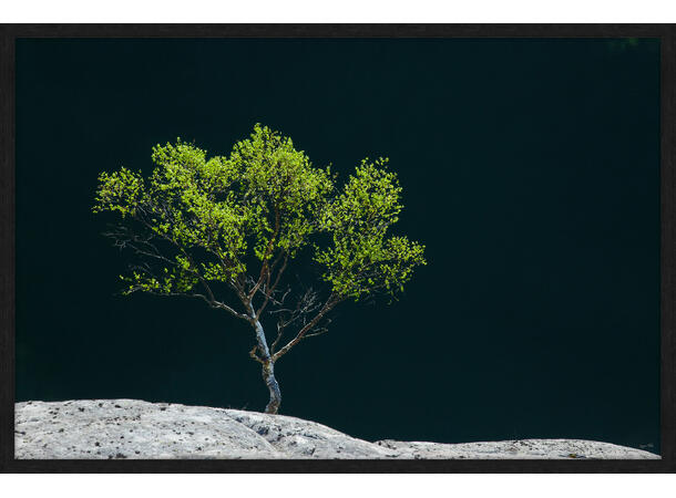 Bilde, Tre på berg, Espen Mills Glass m/ramme, 120x80 cm 